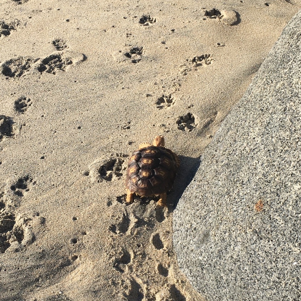 Meet your Posher, Ixchel